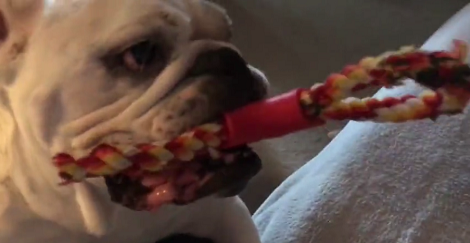 What's Better That One Playful Pup? Another One Just Like Him!
