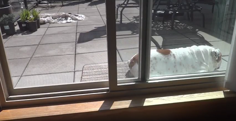 Adorable Pup Opens The Door When He's Done Sunbathing!