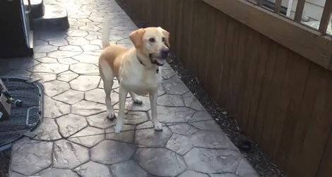 This Pup's Favorite Game Is To Play Fetch, But Where They're Playing? Aww!