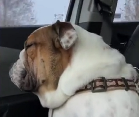 This Adorable Pup Is Unable To Sleep Because Dad's Playing Music In The Car!
