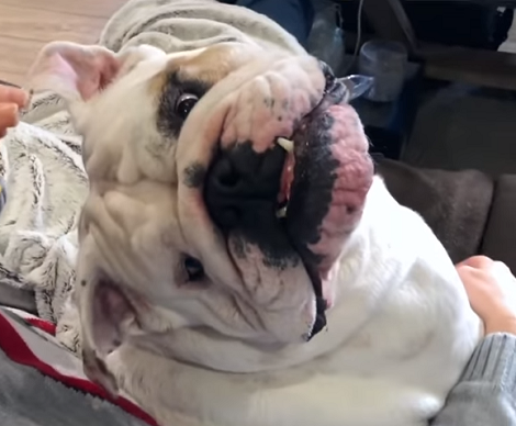 This Adorable Pup's First Day At The Fire Service Is Going To Warm Your Heart!