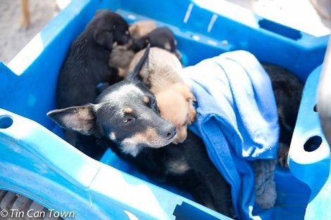 South African Woman Uses Toy Car To Take Puppies To The Vet To Get Them Required Help