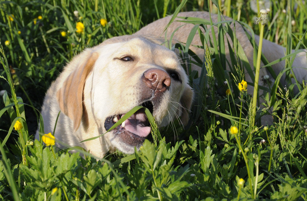 3 Reasons Why Your Dog Eats Grass