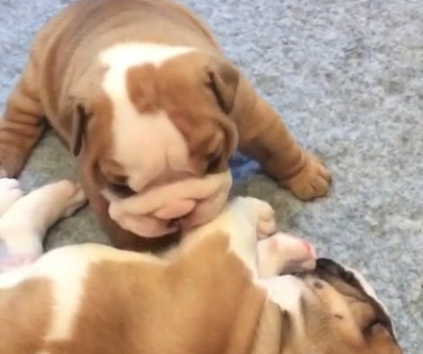 When You See What This Pup Is Trying To Do? This Is Hilarious!