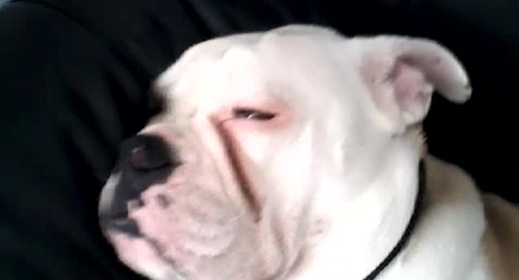 This Adorable Snoring Pup Will Definitely Make You Smile!