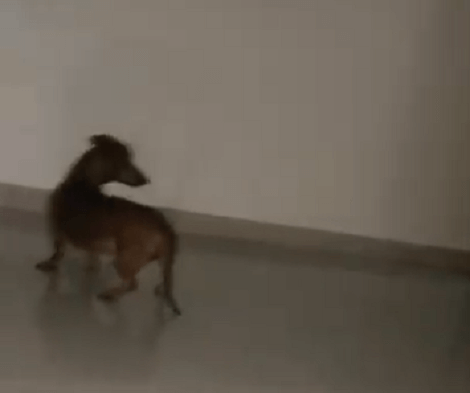 This Adorable Pup Is Literally Afraid Of His Own Shadow! Check This Out!