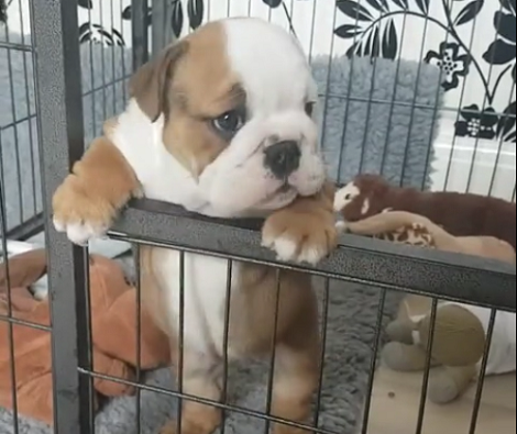 They Put This English Bulldog "Behind Bars". Now Watch Her Cute Protest!