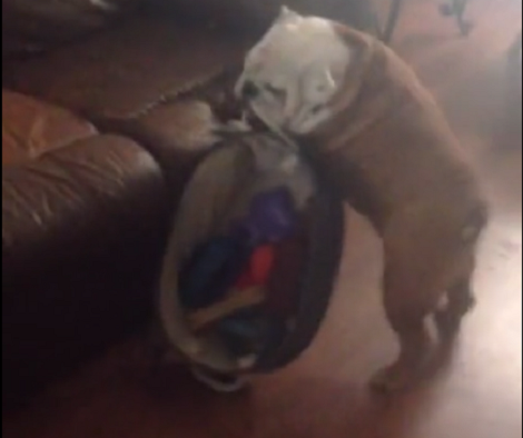 This Adorable Pup Is Struggling Once Again To Bring His Box Of Toys On The Couch!