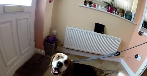 This Adorable Pup Is A True Gentleman And You'll Definitely Be Pleased!