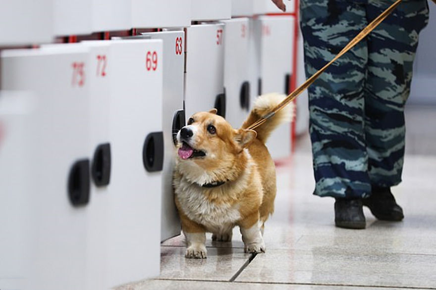 Russia's Only Police Dog Retires After 7 Glorious Years Of Service – A ...