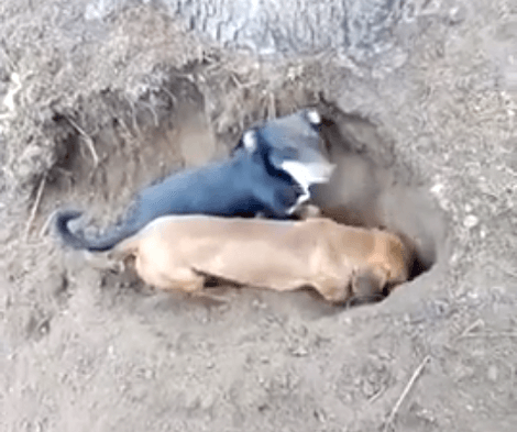 These Adorable Pups Are Busy Digging A Tunnel! And They're So Happy Doing It!