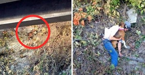 Homeless Man Risks His Life To Save Pup Who Accidentally Fell On Steep Cliff