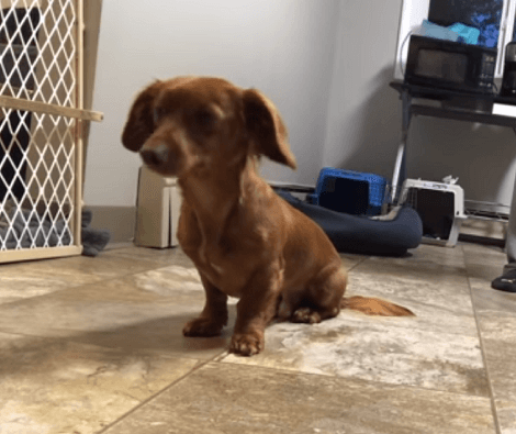 This Adorable Pup Was Watching A Magic Show. Suddenly Everything Became Very Confusing!