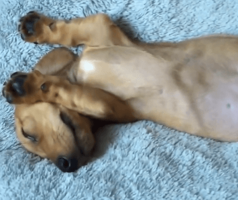 The Way This Adorable Pup Sleeps In Going To Melt Your Heart Right Out!