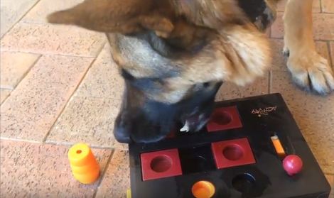 Mom Decides To Test Her Pup's Patience - Gets Beautifully Surprised!