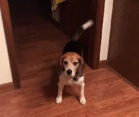 This Adorable Pup Is Learning To Catch A Treat. Can He Do It? Check It Out!