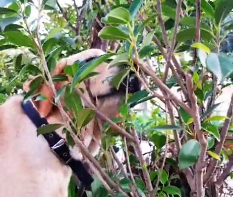 Adorable Pup Goes Spying In The Garden, Then Comes Across Some Tasty Plants!