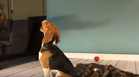 Have You Ever Attended A Dog's Play And Photoshoot Day? You'll Love This!