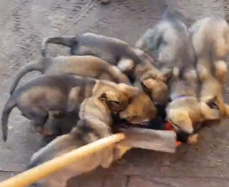 Why Are Puppies Obsessed With Brooms? You're Going To Love This!