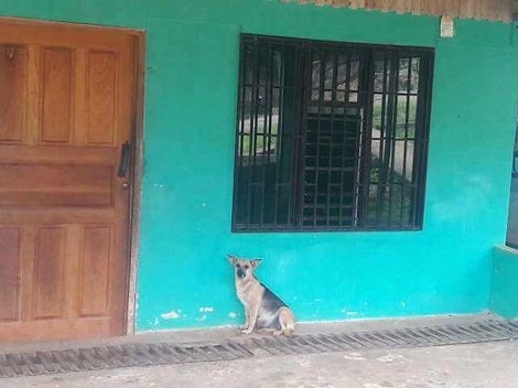 Pregnant Pup Abandoned With No Access To Food Or Water Has The Best Life Now With Her Pups