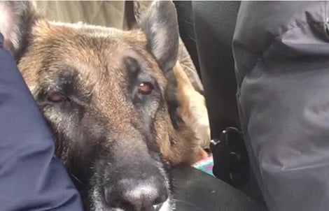 This Pup Has A Lot To Say And We Probably Know Why! Check This Out!