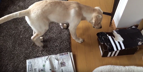 Curious Pup Spots A Suspicious Box... Watch Him Learn To Investigate!