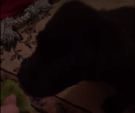 Their Pup Wanted To Eat Something... They Gave Him A Piece Of Lemon!