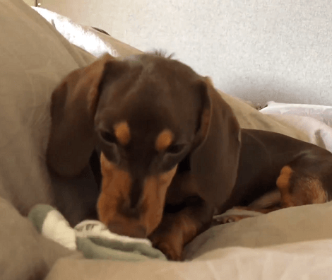 A Day In The Life Of This Adorable Pup Is Going To Make You Smile!
