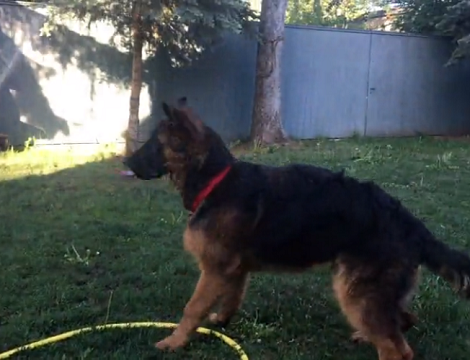 Adorable Pup Comes Across A Water Sprinkler, But Keep Your Ears Open!