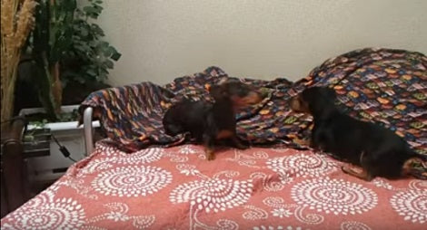 These Adorable Pups Can't Contain Themselves When They Play On The Bed!