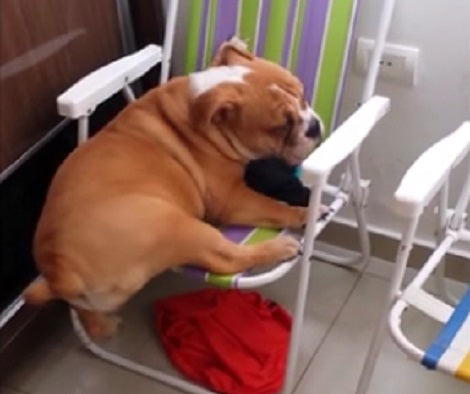 This Adorable Pup Is Struggling With The Chair, But It's Too Cute To Miss!