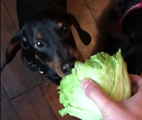 There's Nothing More Rewarding Than Watching Your Pups Eat Their Veggies!