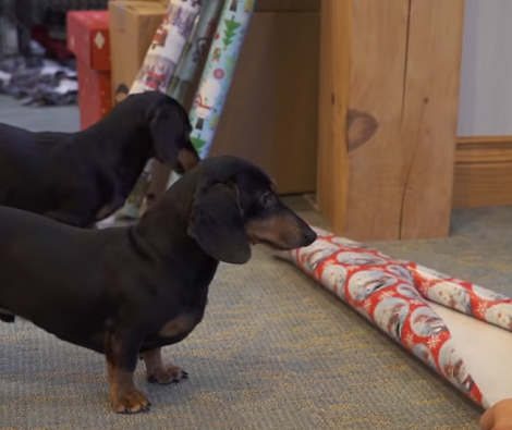 Have You Ever Gift-Wrapped A Pup? Check Out This Tutorial!