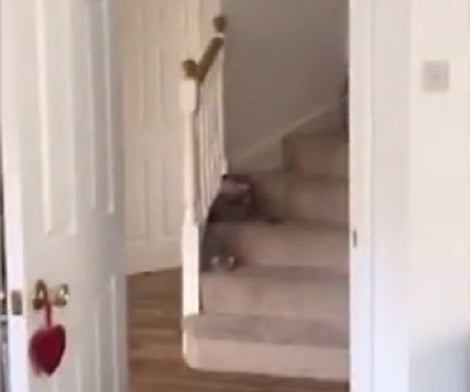 Adorable Pup Gets Roped Into Playing Hide-And-Seek With His Mommy!