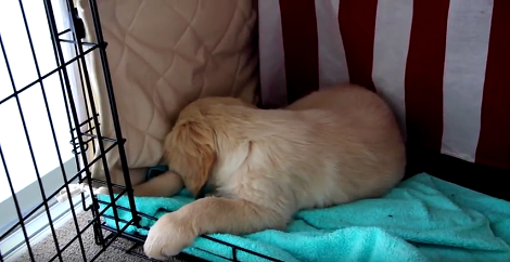 This Adorable Pup's Morning Routine Is Definitely Going To Make You Smile!