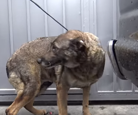 Heroes Rescued Terrified Pup Who Was Hiding Under A Van For Many Days