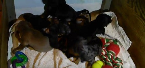 Today's Epic Dose Of Puppy Cuteness Will Definitely Warm Your Heart!