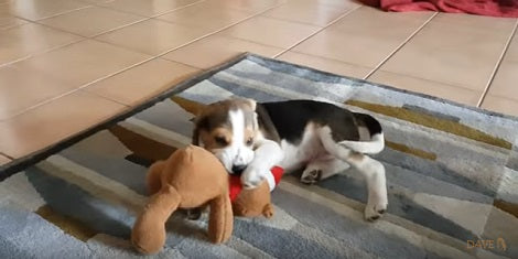 How This Pup Shows His Santa Bear Who's Boss? You're Definitely Going To Giggle!