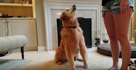 It's This Pup's 9th Birthday! Watch Him Open His Present With Excitement!