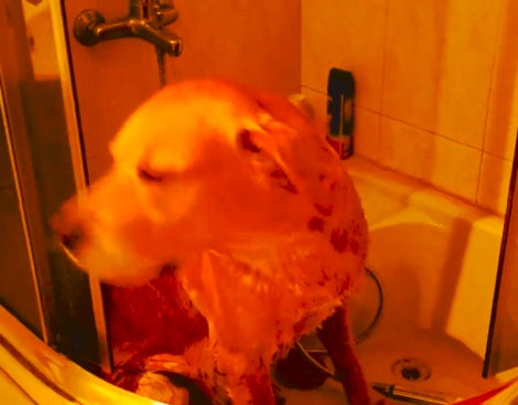 Watch How This Adorable Pup Helped Save A Wedding!