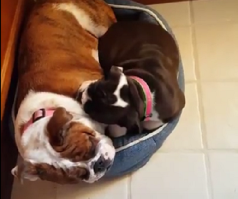 Watch How Two Brothers Share Cat's Bed To Take A Quick Nap! LOL