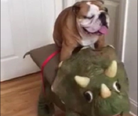 Their Pup Was Unusually Quiet Today, What He Was Caught Doing? LOL!