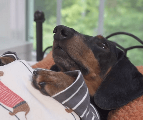 This Adorable Pup Is Going To School And You Don't Want To Miss This!