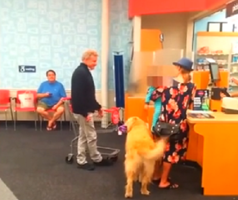 Watch How This Pup Begs Dad To Buy Him A Brand New Toy!