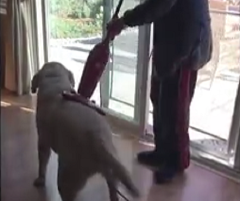 There's Nothing That Could Soothe This Cute Pup More Than A Vacuum Cleaner!
