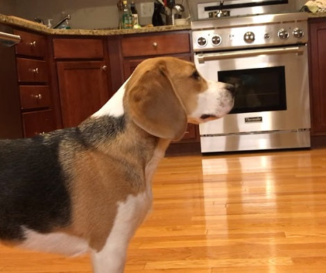 Adorable Pup Is Sad Because He Doesn't Want Dinnertime To End!