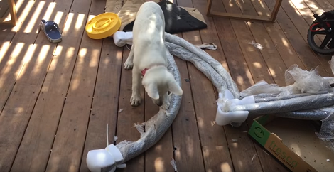 This Adorable Pup Wants To Help So He Starts Moving Packages!