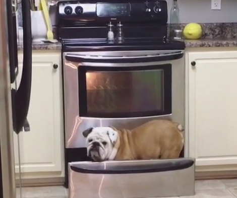 This Adorable Pup Was Caught Searching For Food... Again!