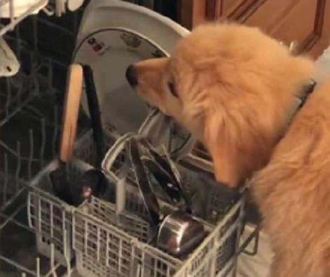 This Adorable Pup Thinks The Dishwasher Is Her Brand New Dog House!
