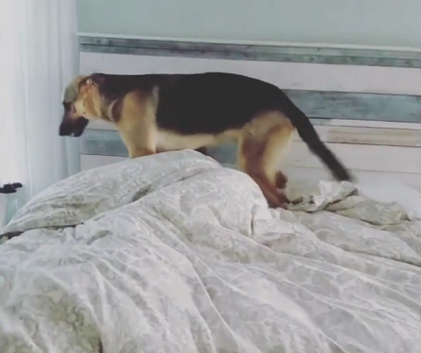 This Adorable Pup Can't Wait To Wake His Daddy Up Every Single Morning!